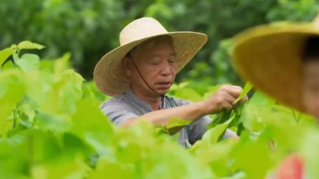 采桑叶一定要趁新鲜,这是许多人手艺人传承下来的习俗