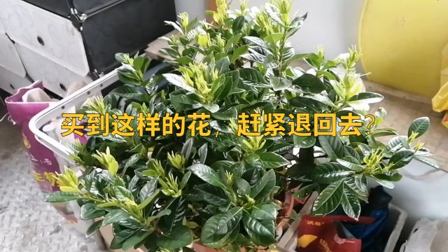 买到这样的花,赶紧退回去?好难养!除非懂方法