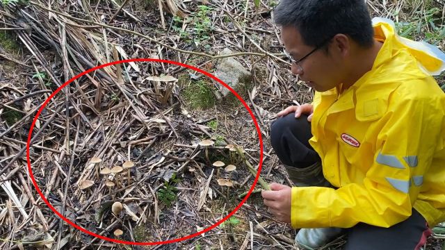 进山掰笋子,刚到竹林就发现一大丛牛屎菇,很多人没见过