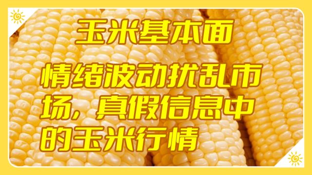 【玉米基本面】情绪波动扰乱市场,真假信息中的玉米行情