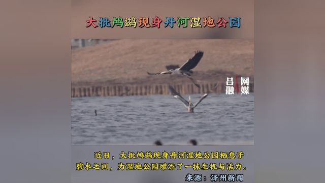 大批鸬鹚现身丹河湿地公园