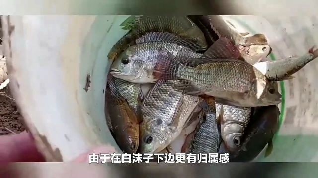 黑鲷是我国最常见的海水鱼之一,钓黑鲷怎样找鱼窝?