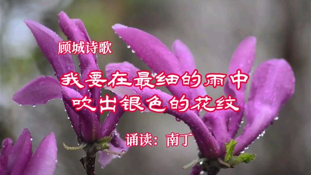 顾城诗歌《我要在最细的雨中吹出银色的花纹》诵读:南丁