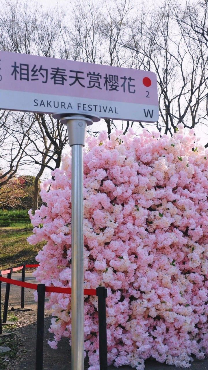 往年这个时候溧阳十思园的樱花开的特别盛,今年却异常的晚