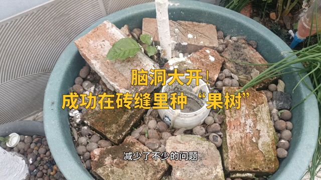 脑洞大开!成功在砖缝里种“果树”,太神奇了