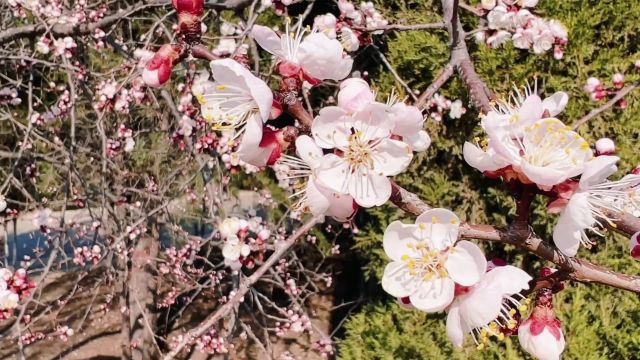 济宁邹城市:春花烂漫护驾山