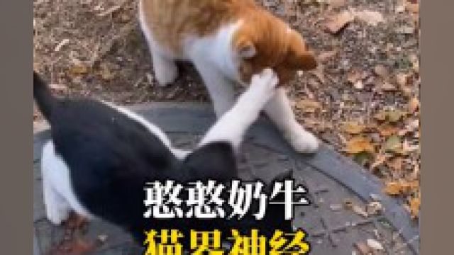 奶牛猫江湖人称猫界哈士奇