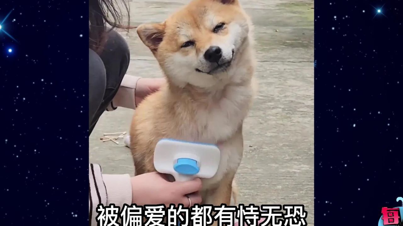 【每日一囧】很少能用妖娆来形容一只狗