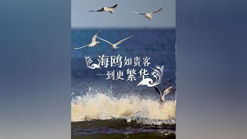 秦皇岛：海鸥如贵客 一到更繁华
#美丽河北 #最美中国