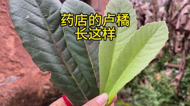 药店常见的卢橘,原来叶片比果实价值高,对我这种的太合适