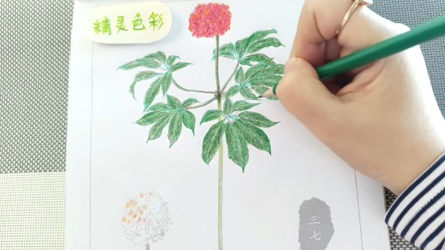 中国画中草药三七第2节白描彩铅绘画视频教学教程