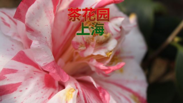 茶花园 上海青浦区金泽镇淀西村