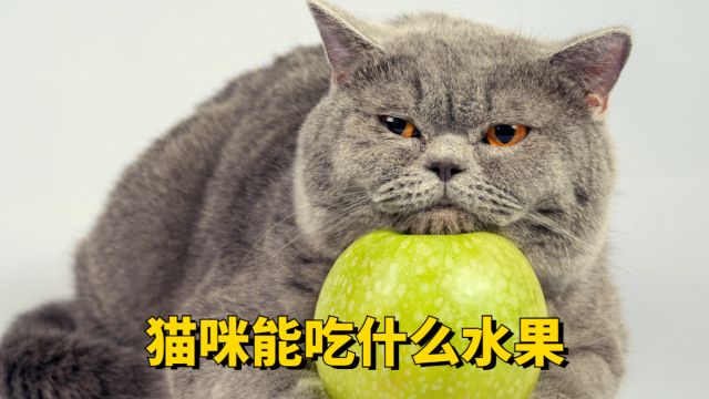 你知道吗?猫咪也能吃这些水果!