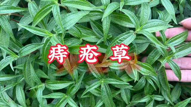 田边不起眼的“痔疮草”,用途特别强大,却有人把它当成杂草