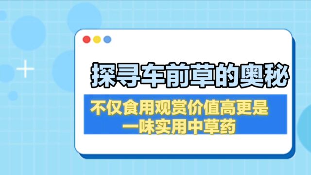 探寻车前草的奥秘:不仅使用观赏价值高,更是一味使用中草药