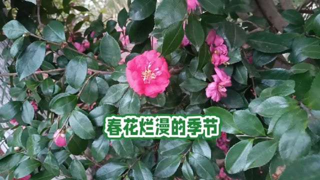 春花烂漫的季节