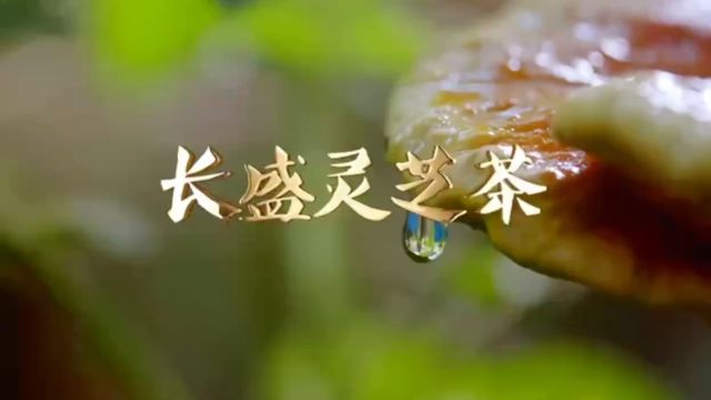 长盛灵芝茶企宣片