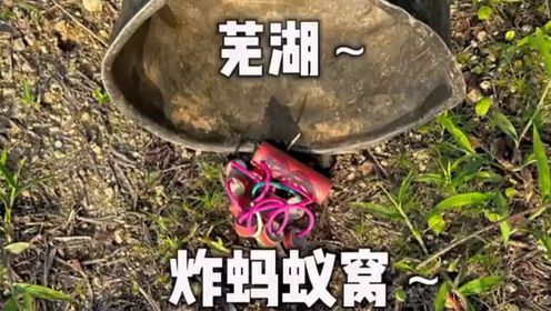 户外消灭蚂蚁窝,烟花鞭炮齐上阵,炸得它们落花流水