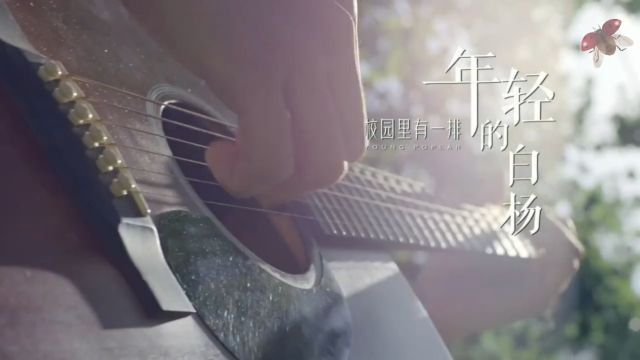 校园里有一排年轻的白杨 歌曲青春校园毕业季白杨舞台演出节目大屏幕高清LED背景视频素材