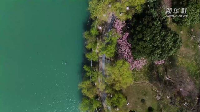 神州春色美|合肥花正盛 出门即春景