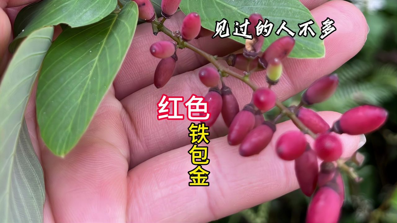 盆景买到上千元的"铁包金",不仅果实漂亮,有这些价值您可知道