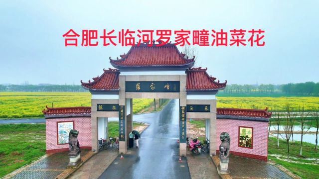 合肥肥东县油菜花打卡点:罗家疃油菜花