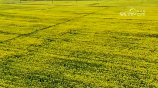 冬油菜进入产量形成关键期,田管有序推进