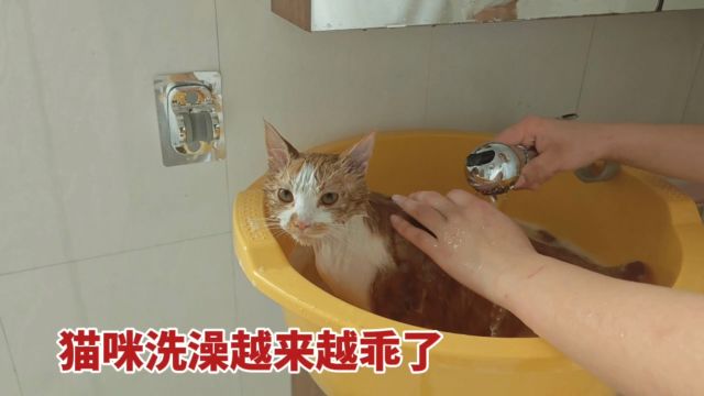 用宠物花洒后小猫洗澡真变乖了,大家有没有好的宠物吹水机推荐下