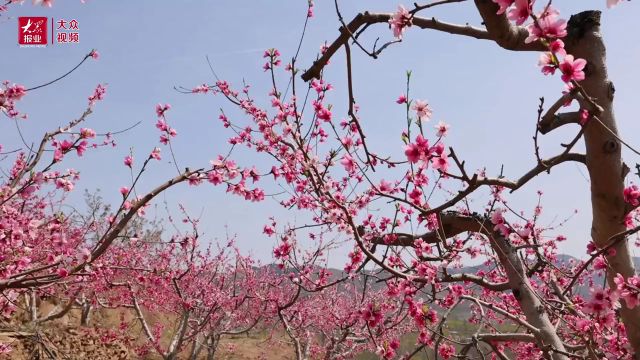 山东好景|济南南山里遇见“桃花源”