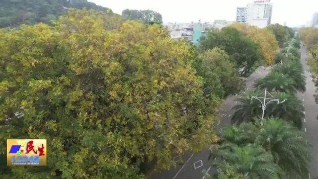 阳江街头落叶纷纷,这份春日“秋景” 你见过吗?