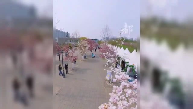 北京国际雕塑公园是北京市玉兰花种植面积最广、品种最多、最具知名度的玉兰花观赏、打卡地之一.公园里的千余株玉兰花此时或