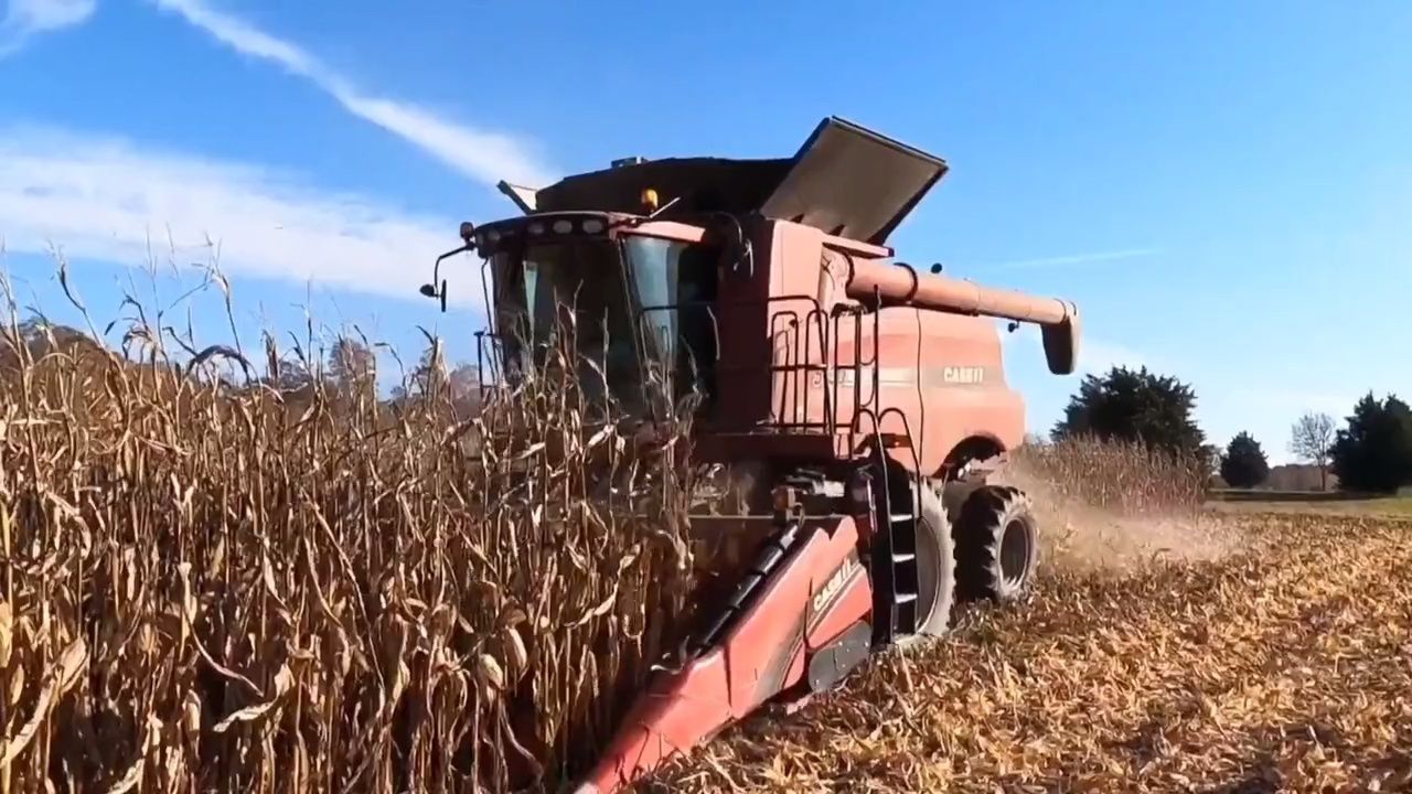凯斯axial flow 5130轴流滚筒联合收割机,玉米收割现场.