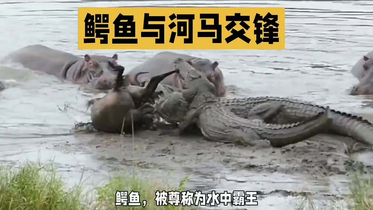 鳄鱼遇河马,水中霸王也犯怵!