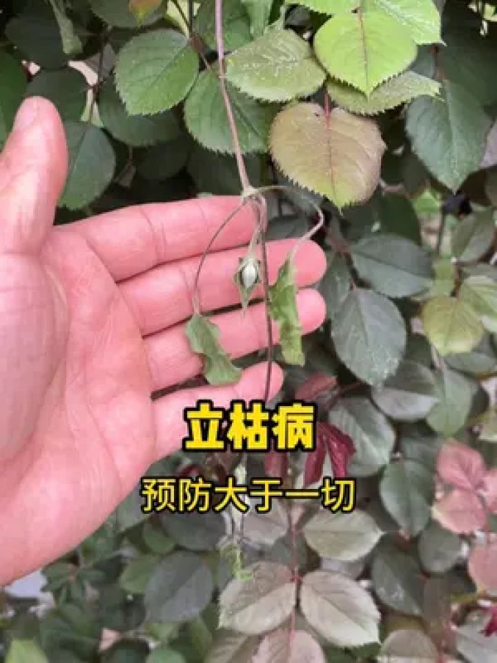 铁线莲打蔫,浇再多水都恢复不了,那就是"立枯病" #铁线莲 #立枯病 #养