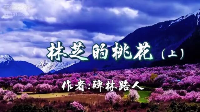 【兢山之声】林芝的桃花(上)/碑林路人作品