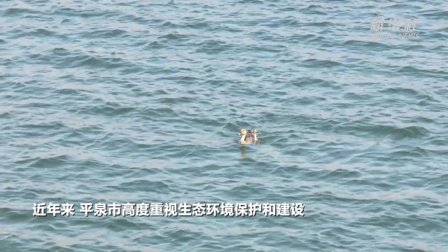 河北平泉:国家二级保护动物野生大雁获救