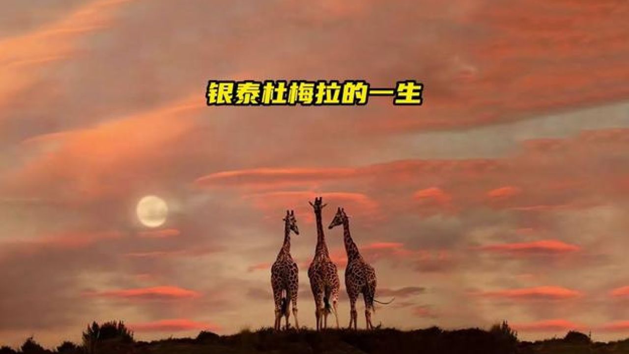 银泰杜梅拉的传奇之路,一生以掠杀鬣狗为荣,最后却死于贪婪的人类