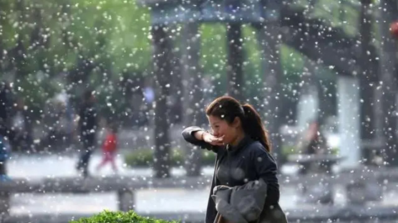 漫天飞絮来了!武汉疾控提醒远离飞絮等过敏原