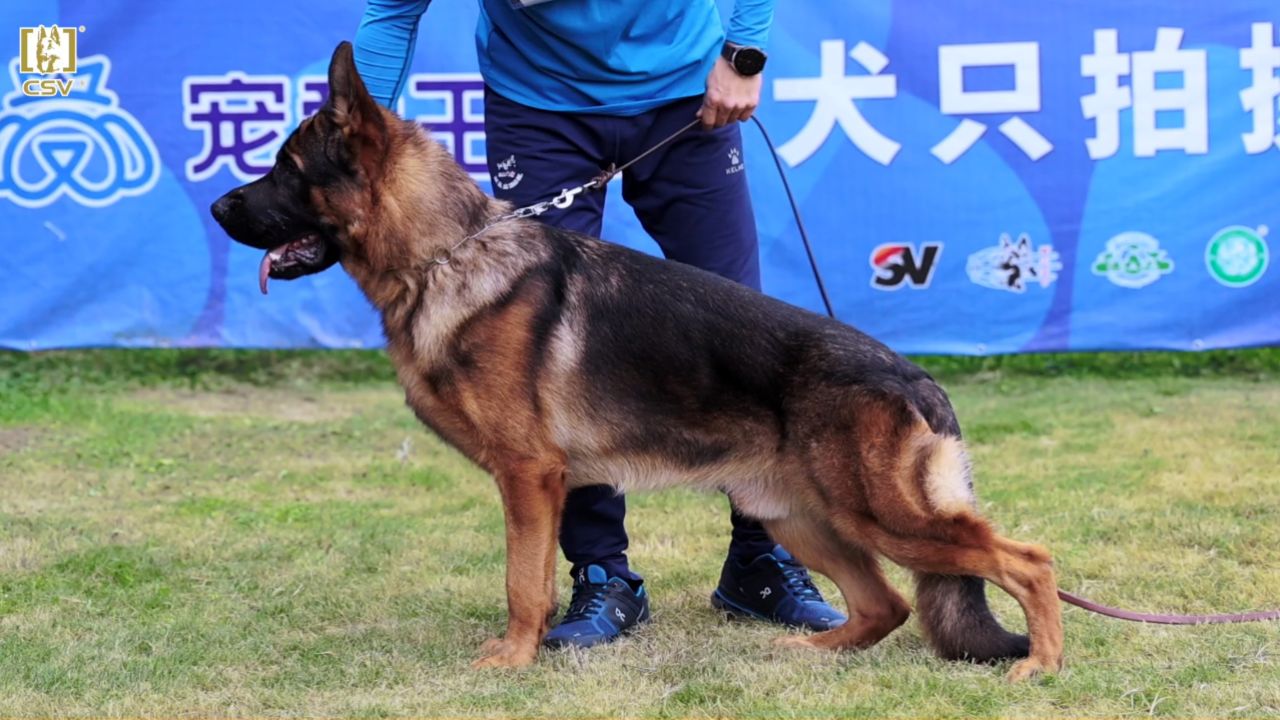 2023年csv德国牧羊犬福建地方展幼年公犬组sg1犬只讲评
