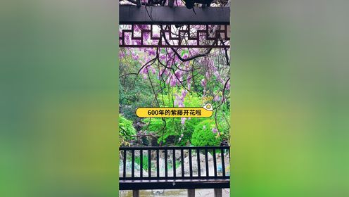 隐藏于南京闹市区的郑和花园，有一株600年树龄的紫藤。眼下正是紫藤花开的时节，一树的紫花正恣意绽放，花穗如风铃般垂挂下来，壮丽迷人。#春日踏青记