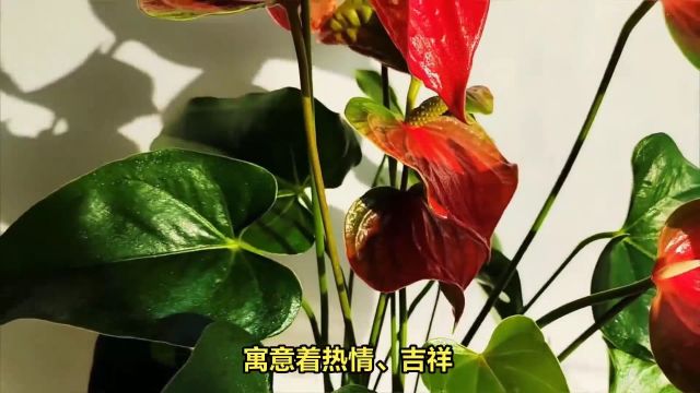 十大吉利的镇宅花