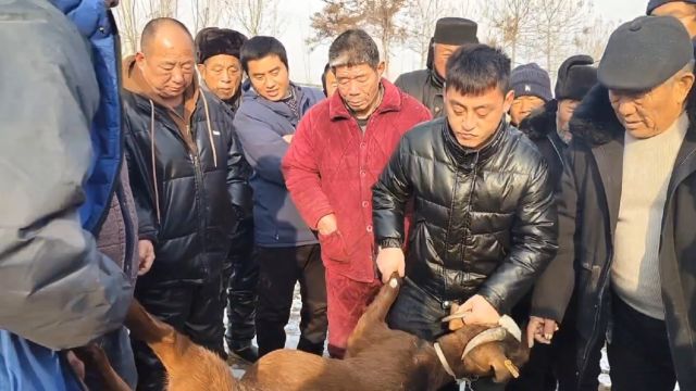 实拍河南大型羊市活羊过秤 现场多人围观 看看最终成交价是多少?