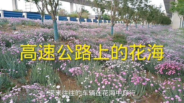 实拍郑州北四环,绿化带繁花似锦,犹如一个大花园