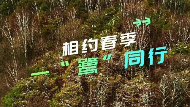 【生态立企】苇河:相约春季 一“鹭”同行