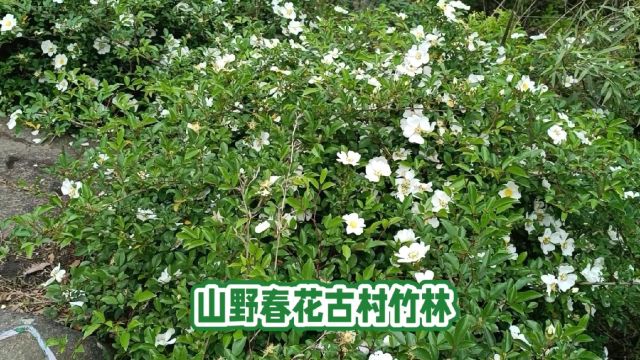 山野春花古村竹林