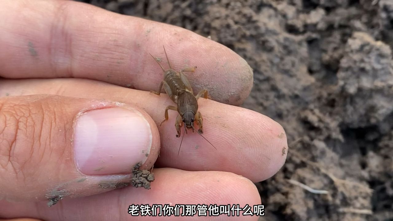 结果会如何呢?还有什么小妙招能把它消灭呢