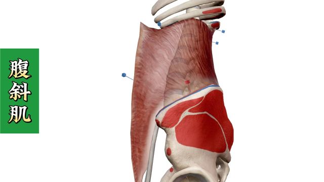 【腹斜肌】3D解剖——腹股沟痛、腹部痛、嗳气!4个方面全方位讲解——天下明医平台简灵奇针尹振汉讲解