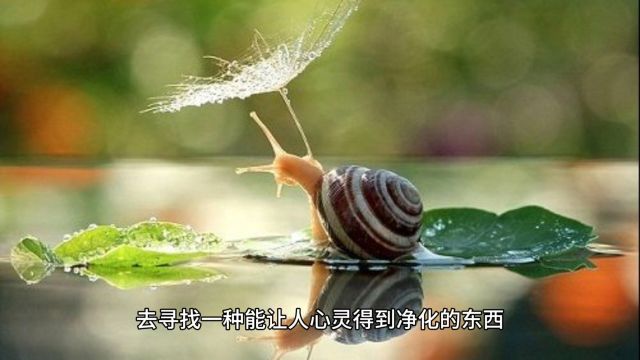 智慧与慈悲(人生哲理)