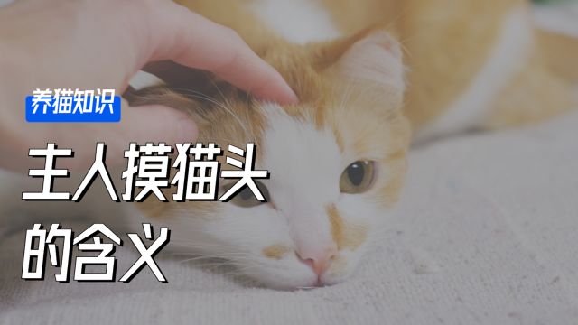 主人摸猫头时,在猫咪看来代表这些含义!