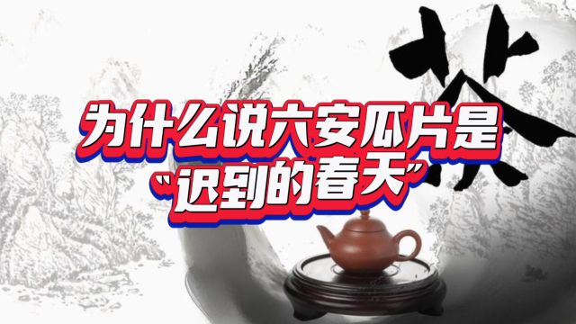 为什么说六安瓜片是“迟到的春天”